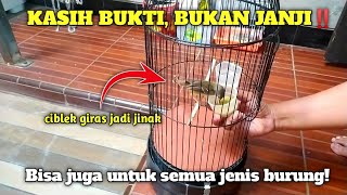 Download lagu Pusinggg..punya ciblek giras kayak jet tempur⁉️ Begini cara mudah menjinakannya mp3
