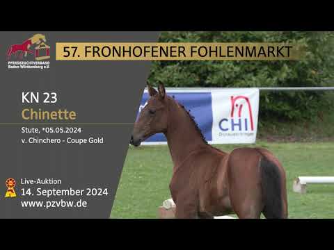 KN 23 SF v. Chinchero - Coupe Gold