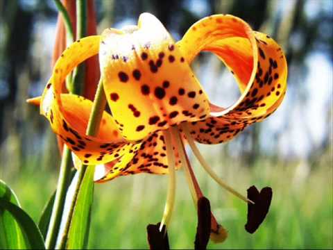 L Ombre D Un Visage - Richard Clayderman