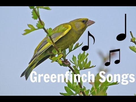 GREENFINCH SONGS MP3