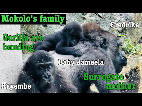 Mokolo’s family - Baby Jameela bonding with surrogate mother gorilla.