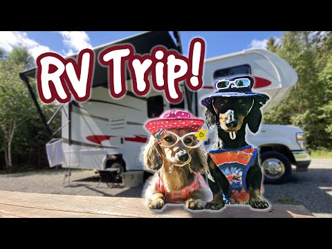 Ep 58: The Dogs Go On a RV CAMPING TRIP!