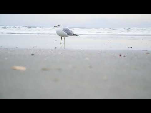 18 April 2020 sea beach bird. #birds #bird #nature #sea bird