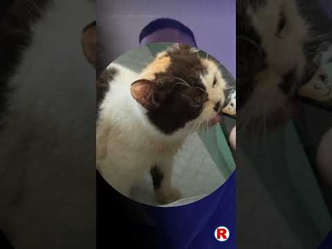 Gara-gara Kucing Uya Kuya, Sherina Diperiksa Polisi #uyakuya #sherinamunaf #kucing #sherina #demo