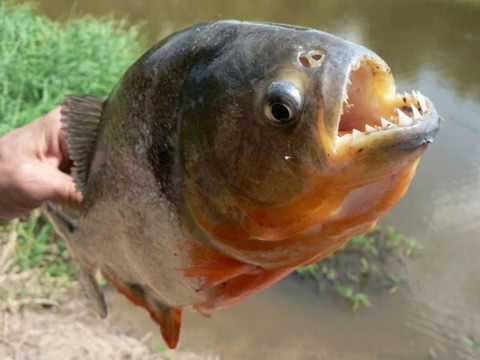 FG Herencia de Coplero - Tito Ramón