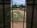 Lion Porn Acts At Lion Park And Safari South Africa Close Your Eyes Said The Guide
