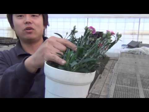 園芸 中国のカーネーション