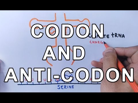 What is Codon and Anti-Codon ? Difference and Working Explained