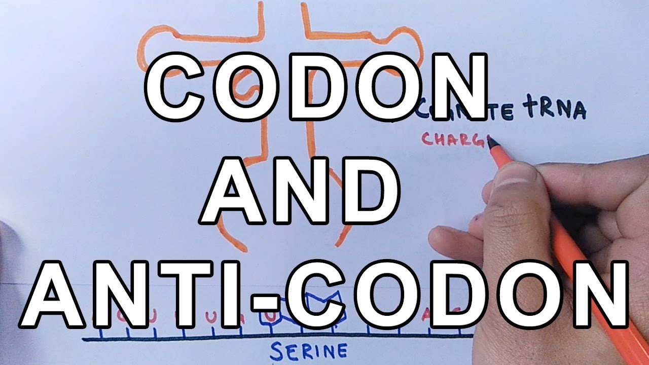 What is Codon and Anti-Codon ? Difference and Working Explained - YouTube