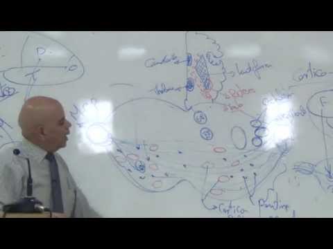 ◄╣ Neuroanatomy ♦ 9- Pons & Auditory + Trigeminal N. Pathways ╠►