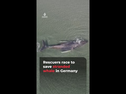Rescuers race to save stranded whale in Germany | AJ #shorts