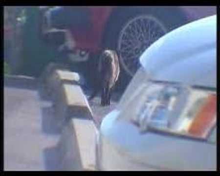 The Chronicles of Fred