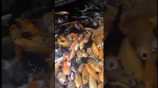 Download lagu Adistya mayasari montrang mantring cover coy mp3