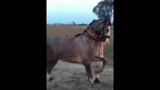 preview picture of video 'HORSE DANCE BANIAN GUJRAT'