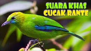 Download lagu 6. MP3 Suara Pemikat Burung Daun atau Merbah Daun Hijau Sami HQ mp3