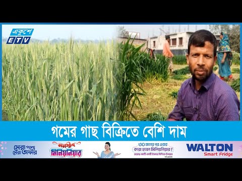 গোখাদ্য হিসেবে গমের চাষ করছেন কেউ কেউ