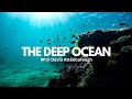Deep Ocean Exploring The Wonders Of The Underwater World With David Attenborough