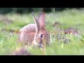 RABBIT HUNTING HEAD SHOTS ONLY Air Arms S510 US