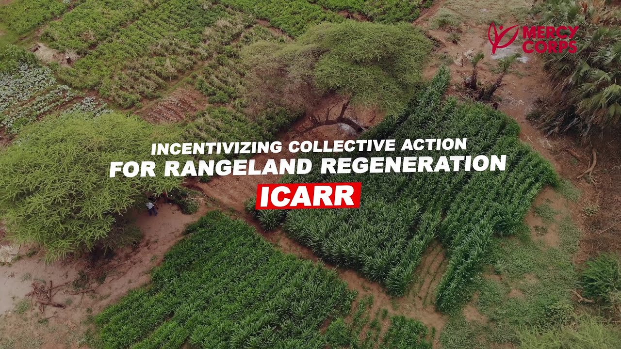 Resilience Design in Action: Restoring Rangelands in Northern Kenya's Garissa County