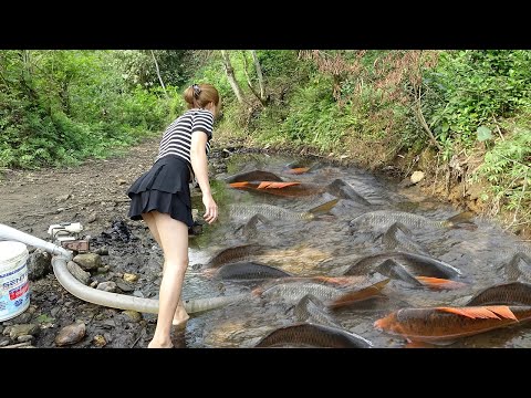 Great way to catch fish, Smart girl uses a pump to suck all the water in the lake, catch a lot fish