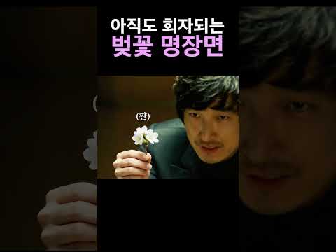 동작 그만, 그거 벚꽃이여? ㅣ 청도군