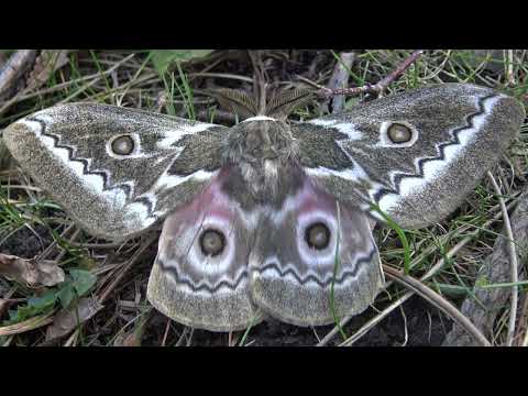 Moth Facts: ZigZag-Emperor moth (Gonimbrasia tyrrhea) / Saturniidae