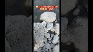 וואו מה שקורה בכינרת טירוף 3 זריקות 3 דגים בחוץ ! 😱