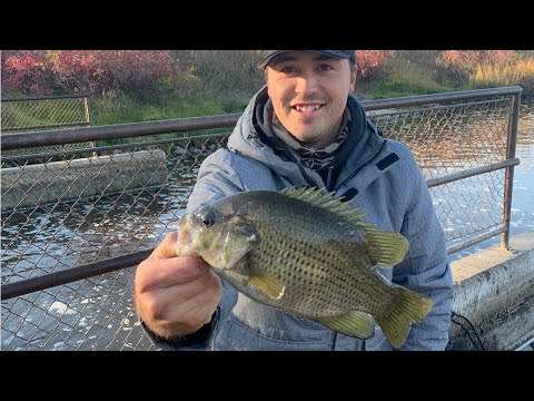 Little Saskatchewan River, Mb. Rock bass while sucker fishing for bait
