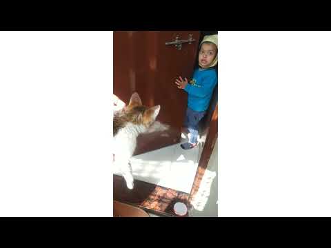 My First Vlog || Ojasvi playing with kitten 🐈 #vlog #baby #animals #cat
