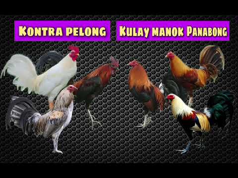 Kontra pelong kulay sa manok