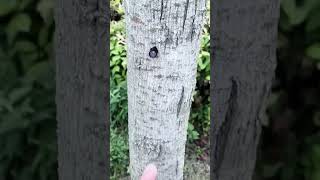 Product Link in the Comments! Mini Motion Detection Wireless Night Vision HD Security Camera