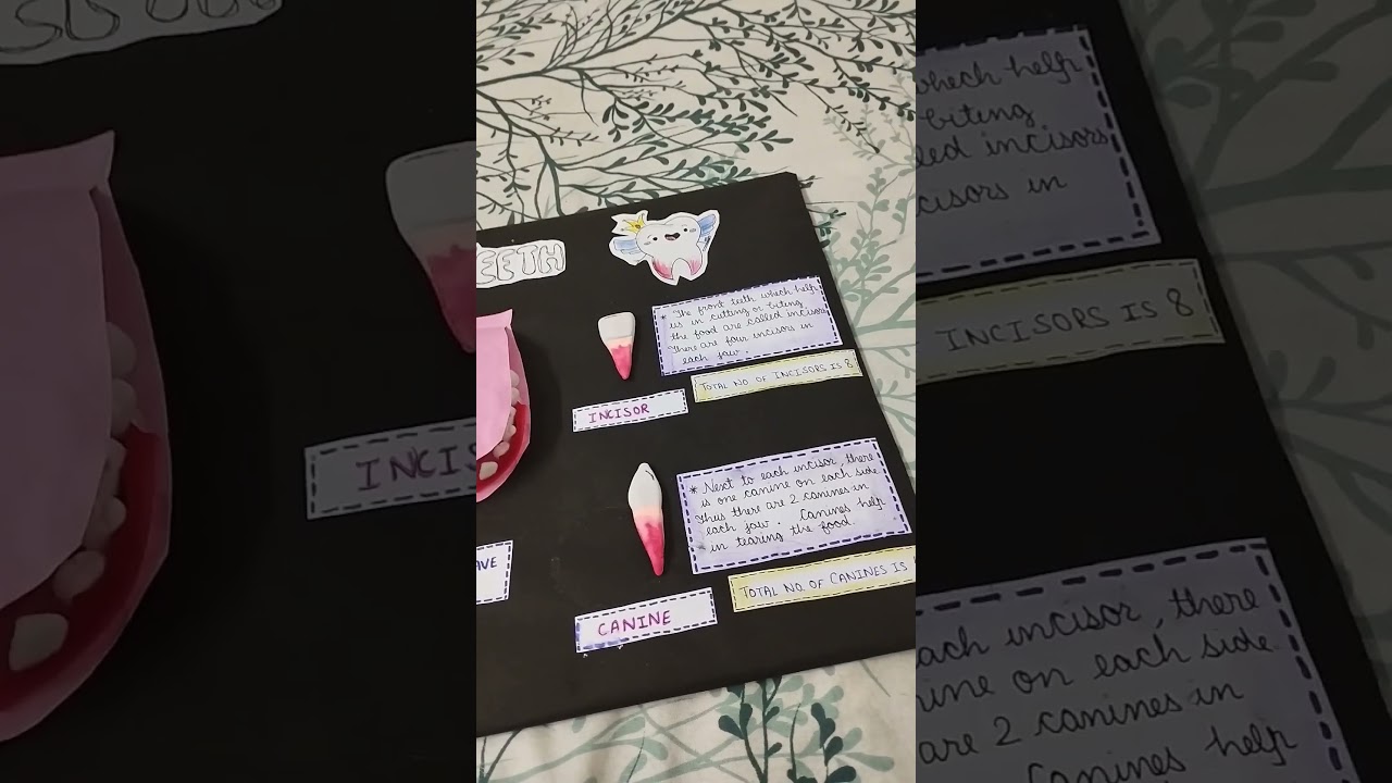 human teeth 3D model with their functions#short