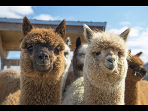 Freeks Wilde Wereld - S09E14  - Ruige bergen en wollige vriendjes