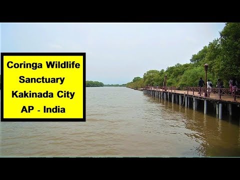 Coringa Wildlife Sanctuary Kakinada Andhra Pradesh Velpu Com