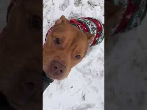 Blitzy, an adopted Pit Bull Terrier in Chicago, IL_image-1