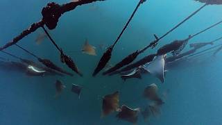 Grupos de hasta 50 rayas águila invaden el golfo de Trieste y amenazan los cultivos de mejillón