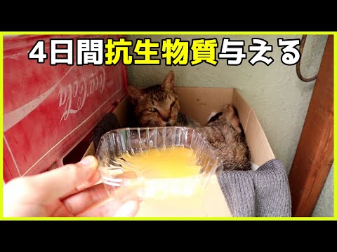 猫に抗生物質を与えてもいいでしょうか?