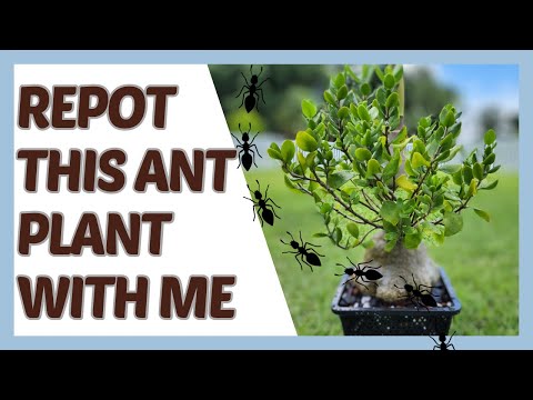 Repot This OVERGROWN Ant Plant With Me 🐜 🪴