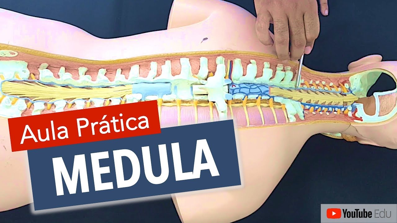 Anatomia da Medula Espinhal | Anatomia etc