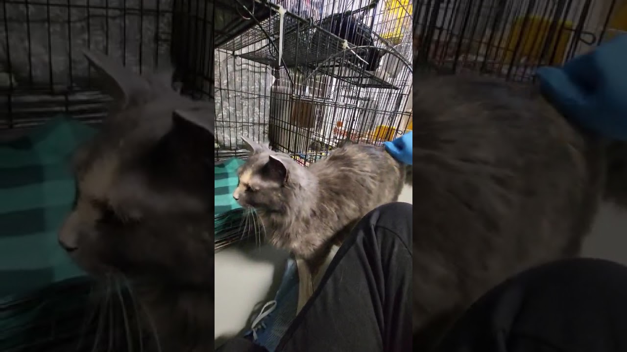 Enlarge Annie, a Adoptable mixed breed in Detroit Lakes, MN video 4/4