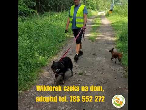 Wiktorek