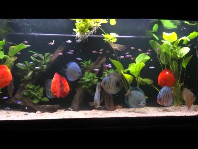 Discus 620L Aquarium Tank  - Acvariu Discus 620 L 1080P