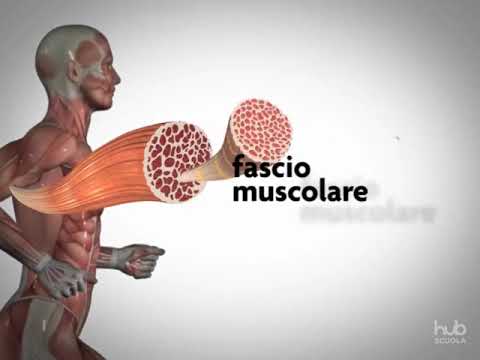 Muscle contraction