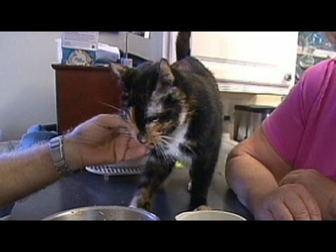 Cat Lost on Vacation Travels Nearly 200 Miles Back Home