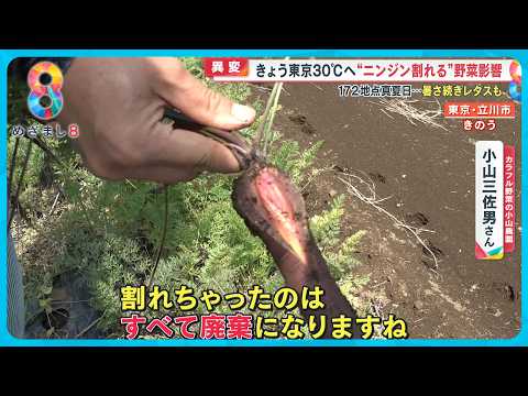 栽培維持 種まき ラムレタス菜園 8月 冬サラダ