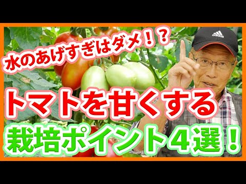 トマトを強化するにはどうすればよいですか？天然肥料であるイラクサ肥料の恩恵をお楽しみください。  庭園