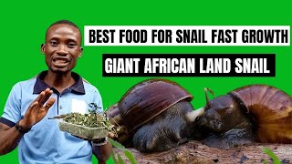 BEST FEED FOR SNAIL FAST GROWTH | GIANT AFRICAN LAND SNAIL #howtofeedsnailtogrowfaster #snailfarming