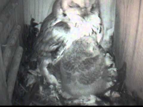 Russell's Screech Owls keeping warm