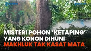 Misteri Pohon 'Ketaping' Berumur Ratusan Tahun di Kota Padang, Konon Dihuni Makhluk Tak Kasat Mata