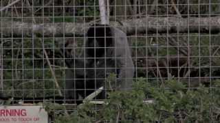 preview picture of video 'The Monkey Sanctuary'